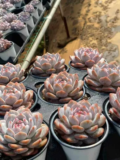 Echeveria Jade Hibiscus Single (玉芙蓉单头) succulent — wholesale bare-root export from Yunnan, China (4 of 4)