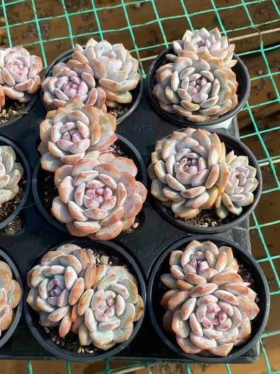 Echeveria Jade Hibiscus Twin-head (玉芙蓉双头) succulent — wholesale bare-root export from Yunnan, China (2 of 4)