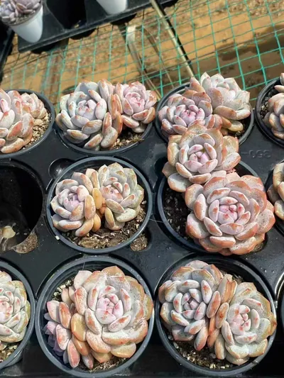 Echeveria Jade Hibiscus Twin-head (玉芙蓉双头) succulent — wholesale bare-root export from Yunnan, China (3 of 4)