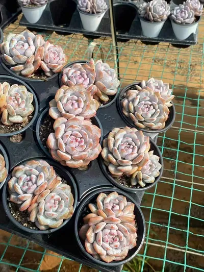 Echeveria Jade Hibiscus Twin-head (玉芙蓉双头) succulent — wholesale bare-root export from Yunnan, China (4 of 4)