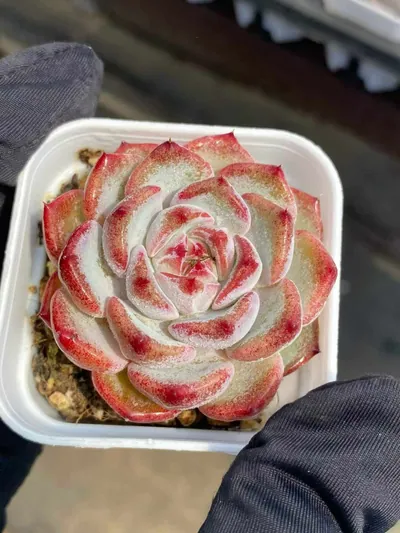 Echeveria Jasmine (茉莉花) succulent — wholesale bare-root export from Yunnan, China (4 of 4)