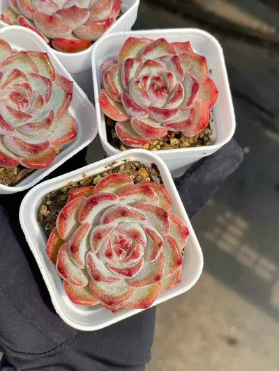 Echeveria Jasmine (茉莉花) succulent — wholesale bare-root export from Yunnan, China (3 of 4)