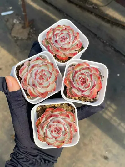 Echeveria Jasmine (茉莉花) succulent — wholesale bare-root export from Yunnan, China (2 of 4)
