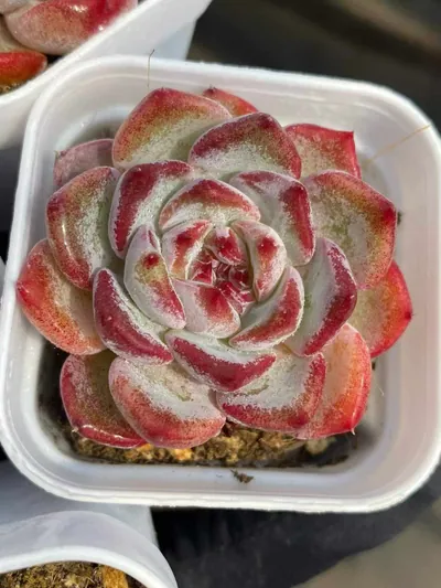 Echeveria Jasmine succulent — wholesale export from Yunnan, China