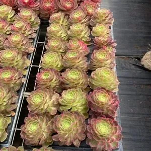 Aeonium Aeonium 'Kaleidoscope' Plug Tray succulent — wholesale export from Yunnan, China