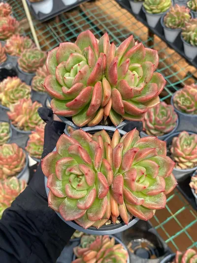 Echeveria Kumquat Twin-head (金桔双头) succulent — wholesale bare-root export from Yunnan, China (2 of 4)