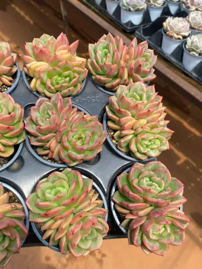 Echeveria Kumquat Twin-head (金桔双头) succulent — wholesale bare-root export from Yunnan, China (3 of 4)