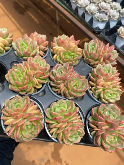 Echeveria Kumquat Twin-head (金桔双头) succulent — wholesale bare-root export from Yunnan, China (4 of 4)