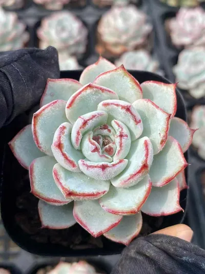 Echeveria Lace (蕾丝) succulent — wholesale bare-root export from Yunnan, China (2 of 4)