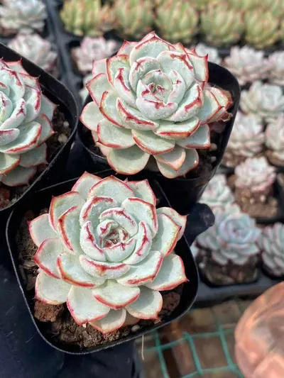 Echeveria Lace (蕾丝) succulent — wholesale bare-root export from Yunnan, China (4 of 4)