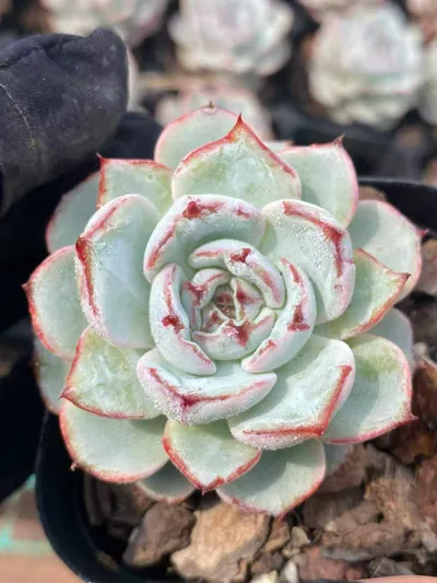Echeveria Lace succulent — wholesale export from Yunnan, China