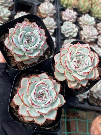 Echeveria Lace (蕾丝) succulent — wholesale bare-root export from Yunnan, China (3 of 4)