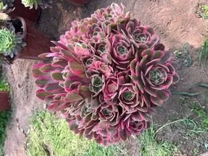 Aeonium Aeonium 'Pink Damsel' succulent — wholesale export from Yunnan, China