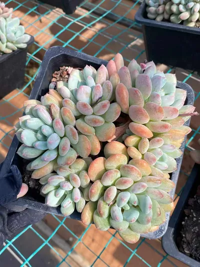 Echeveria Lady Zelda succulent — wholesale export from Yunnan, China