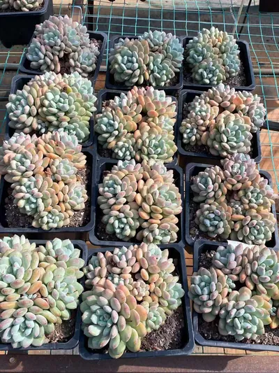 Echeveria Lady Zelda (塞尔达殿下) succulent — wholesale bare-root export from Yunnan, China (5 of 5)