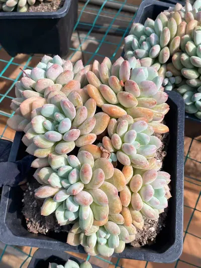 Echeveria Lady Zelda (塞尔达殿下) succulent — wholesale bare-root export from Yunnan, China (3 of 5)