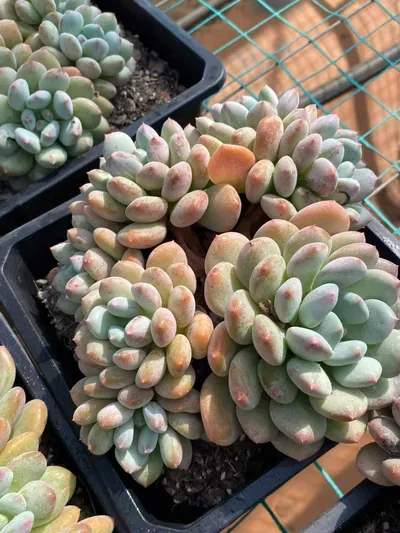 Echeveria Lady Zelda (塞尔达殿下) succulent — wholesale bare-root export from Yunnan, China (2 of 5)