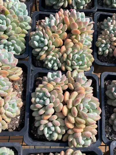Echeveria Lady Zelda (塞尔达殿下) succulent — wholesale bare-root export from Yunnan, China (4 of 5)