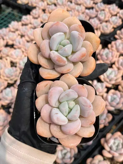 Echeveria Laurel (月桂) succulent — wholesale bare-root export from Yunnan, China (3 of 5)