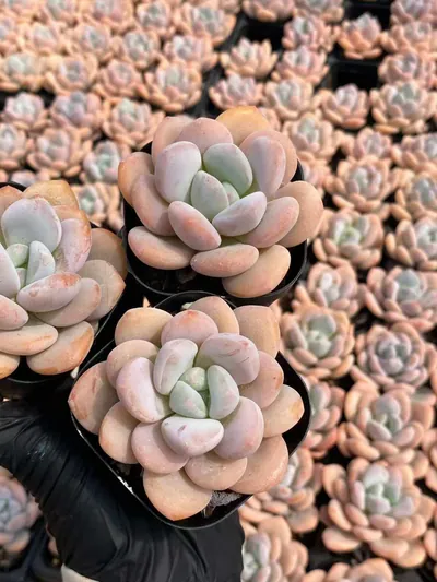 Echeveria Laurel (月桂) succulent — wholesale bare-root export from Yunnan, China (4 of 5)