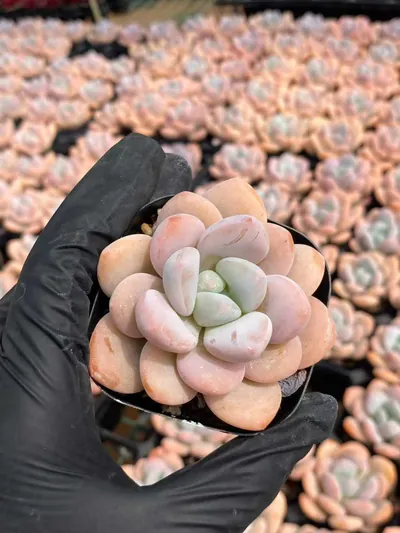 Echeveria Laurel succulent — wholesale export from Yunnan, China