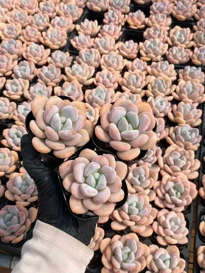 Echeveria Laurel (月桂) succulent — wholesale bare-root export from Yunnan, China (2 of 5)
