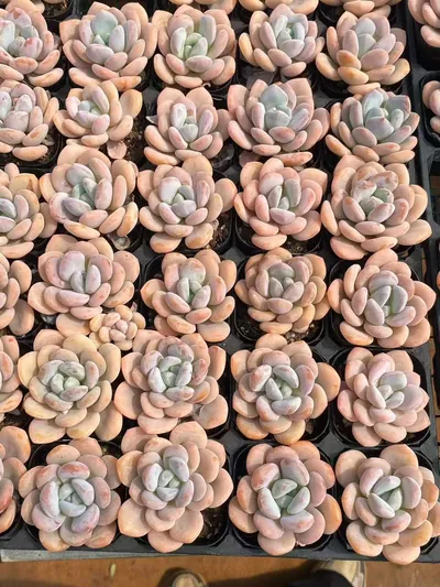 Echeveria Laurel (月桂) succulent — wholesale bare-root export from Yunnan, China (5 of 5)