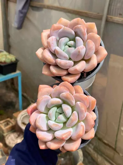 Echeveria Laurel Single (月桂单头) succulent — wholesale bare-root export from Yunnan, China (3 of 4)