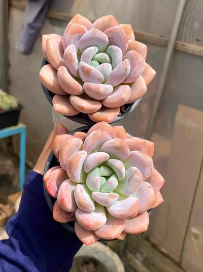 Echeveria Laurel Single (月桂单头) succulent — wholesale bare-root export from Yunnan, China (2 of 4)