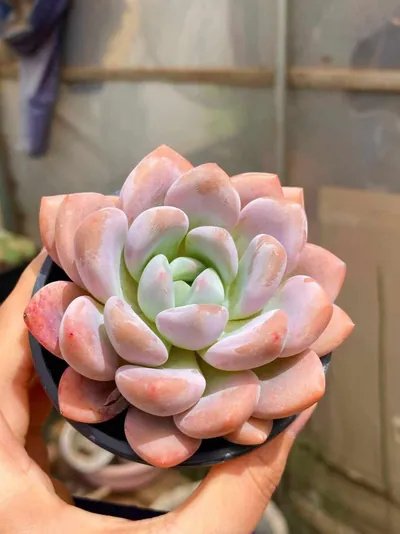 Echeveria Laurel Single succulent — wholesale export from Yunnan, China