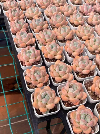 Echeveria Lightning (电光) succulent — wholesale bare-root export from Yunnan, China (3 of 4)