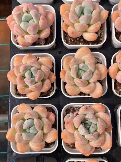 Echeveria Lightning (电光) succulent — wholesale bare-root export from Yunnan, China (4 of 4)