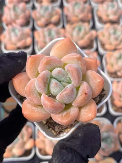 Echeveria Lightning (电光) succulent — wholesale bare-root export from Yunnan, China (2 of 4)