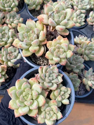 Echeveria Lime Beauty Cluster (青柠美人群) succulent — wholesale bare-root export from Yunnan, China (2 of 4)