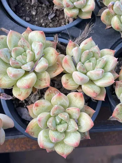 Echeveria Lime Beauty Cluster (青柠美人群) succulent — wholesale bare-root export from Yunnan, China (3 of 4)