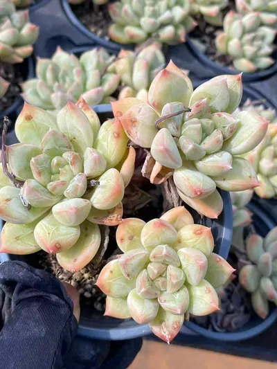 Echeveria Lime Beauty Cluster (青柠美人群) succulent — wholesale bare-root export from Yunnan, China (4 of 4)