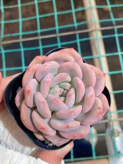 Echeveria Lin Yichen succulent — wholesale export from Yunnan, China