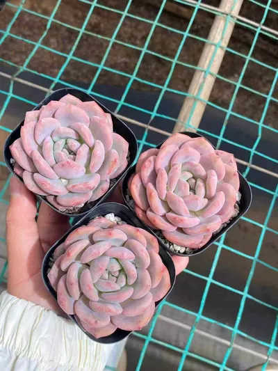 Echeveria Lin Yichen (林依晨) succulent — wholesale bare-root export from Yunnan, China (2 of 4)