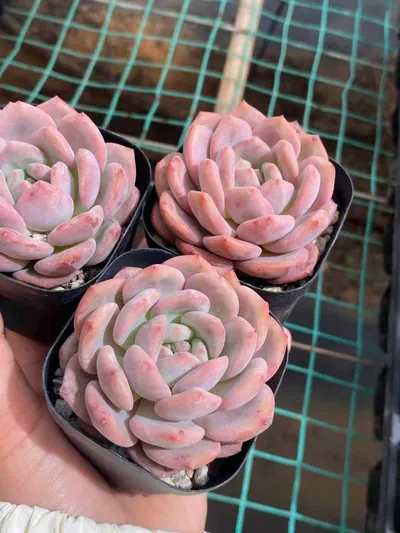 Echeveria Lin Yichen (林依晨) succulent — wholesale bare-root export from Yunnan, China (4 of 4)