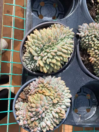 Echeveria Lin Yichen Crested (林依晨缀) succulent — wholesale bare-root export from Yunnan, China (2 of 3)