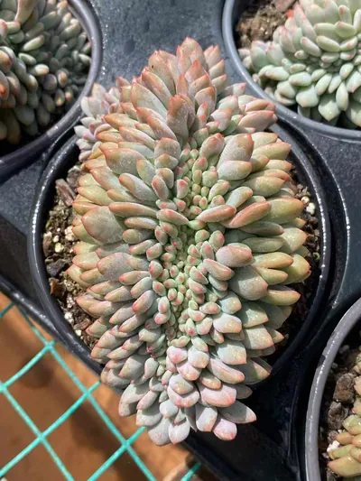 Echeveria Lin Yichen Crested succulent — wholesale export from Yunnan, China