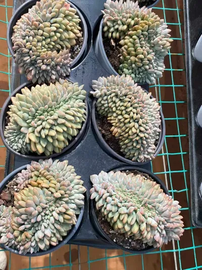 Echeveria Lin Yichen Crested (林依晨缀) succulent — wholesale bare-root export from Yunnan, China (3 of 3)