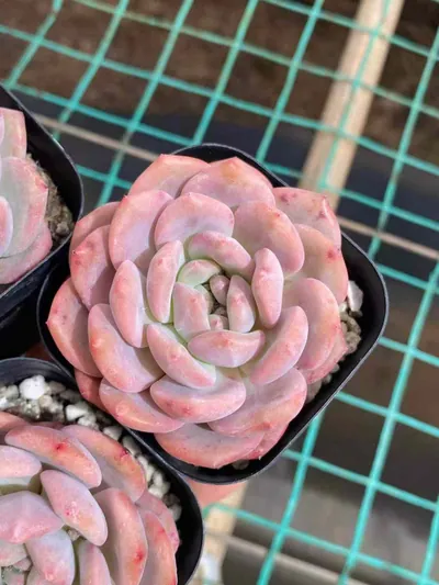 Echeveria Lin Yichen (林依晨) succulent — wholesale bare-root export from Yunnan, China (3 of 4)