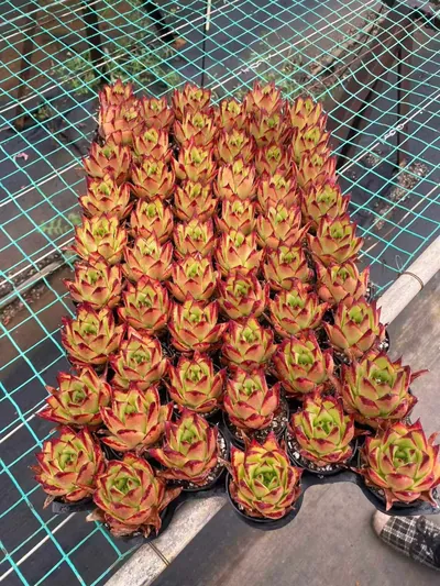 Echeveria Lipstick succulent — wholesale export from Yunnan, China