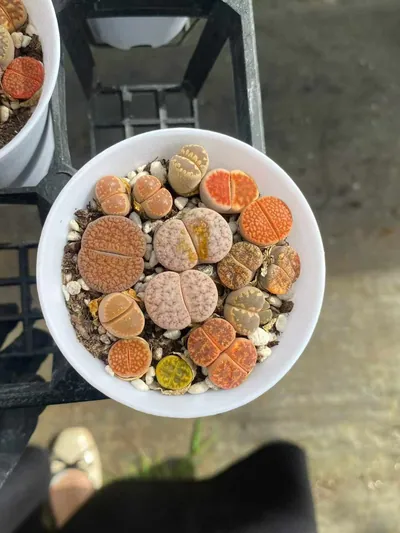 Lithops 'Macaron' (马卡龙生石花) succulent — wholesale bare-root export from Yunnan, China (2 of 5)