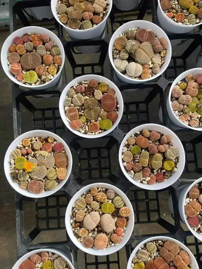 Lithops 'Macaron' (马卡龙生石花) succulent — wholesale bare-root export from Yunnan, China (4 of 5)