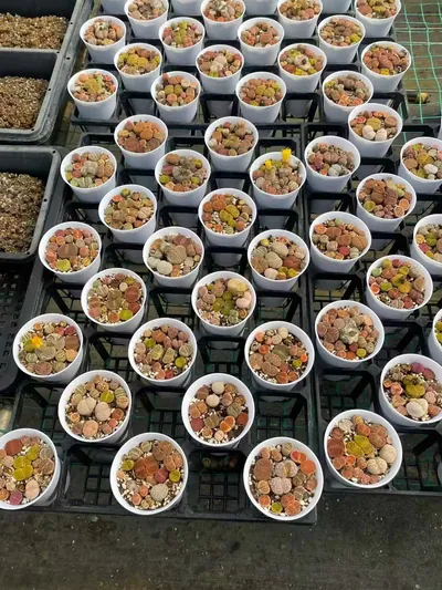 Lithops 'Macaron' (马卡龙生石花) succulent — wholesale bare-root export from Yunnan, China (5 of 5)