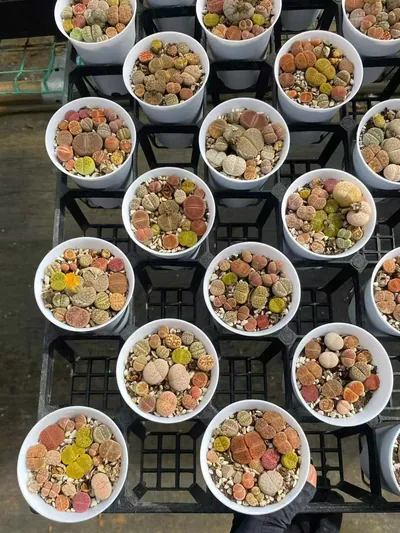 Lithops 'Macaron' (马卡龙生石花) succulent — wholesale bare-root export from Yunnan, China (3 of 5)