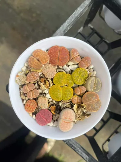 Lithops Lithops 'Macaron' succulent — wholesale export from Yunnan, China