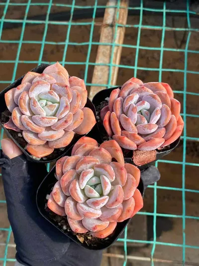 Echeveria Little Lily (小百合) succulent — wholesale bare-root export from Yunnan, China (2 of 4)